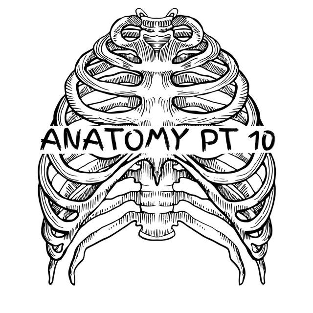 Anatomy 3 PT10