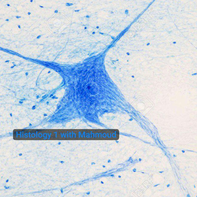 Histology 1 with Mahmoud🔬