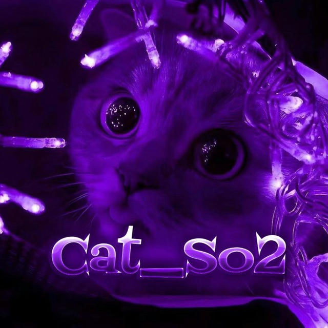 Cat_So2🦁