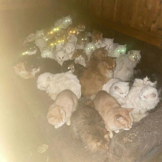 60 кошек из деревни