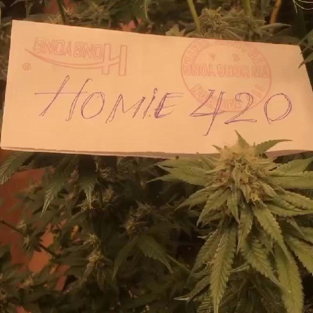 ☘️ Cứu cháy homie 420 ☘️