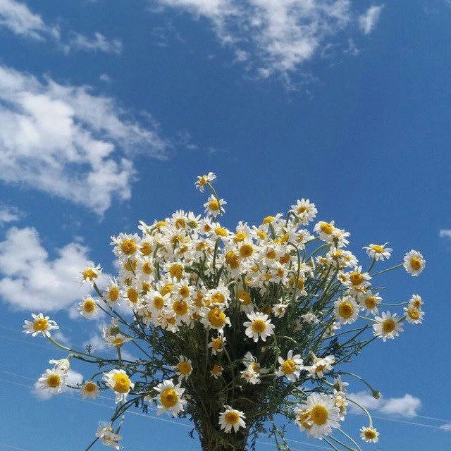 حديقتي السماوية🌱🪽💙