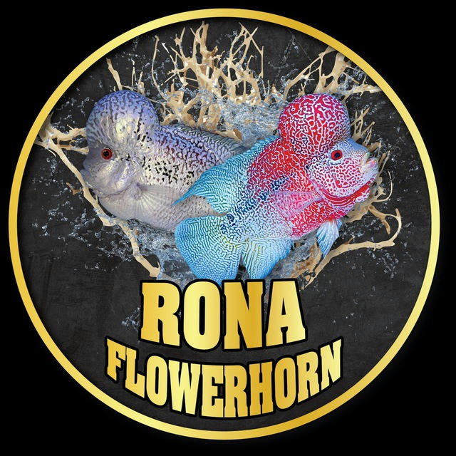 ❤️🇰🇭RONA FLOWERHORN CAMBODIA🇰🇭❤️