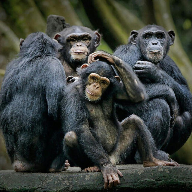 Monkeys Squad🦧