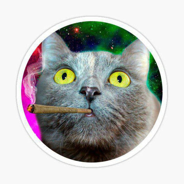 😺STONED CATS😺channel