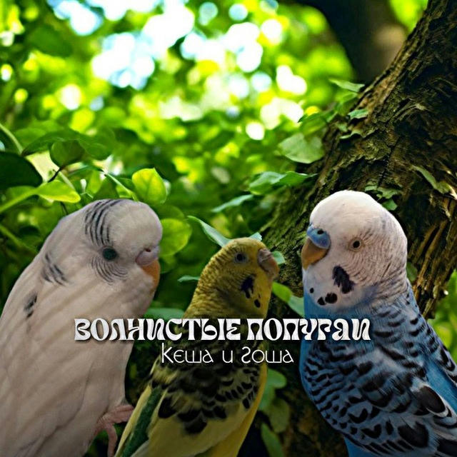 Волнистые попугаи Кеша и Гоша 🌾