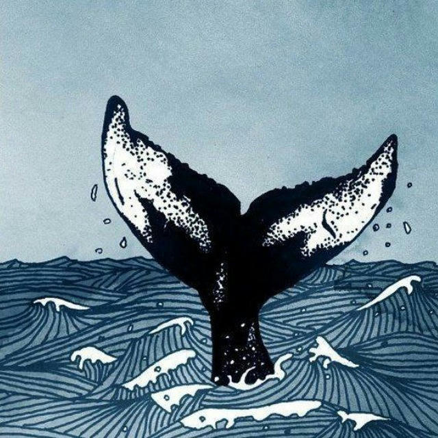 نهنگ مهاجری که شل کرد