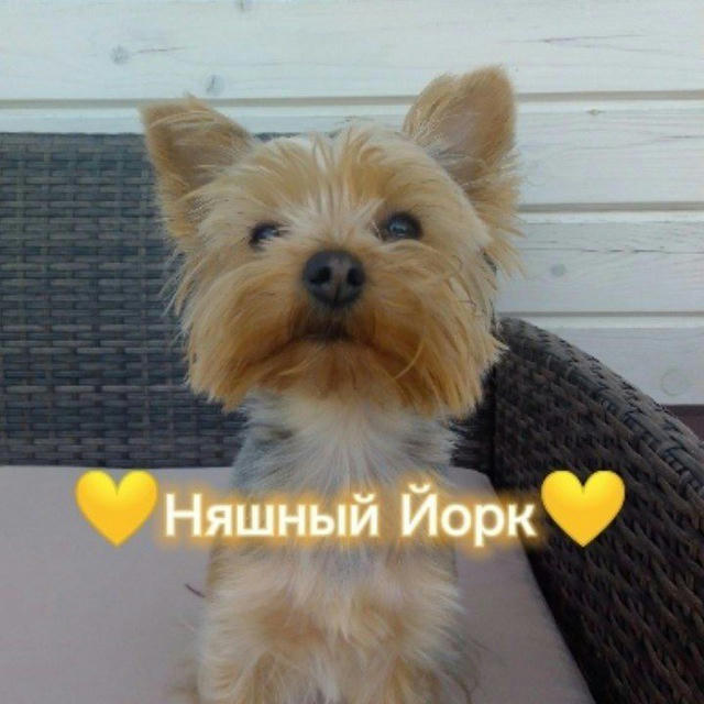 💛Няɯный Йᴏᴩᴋ💛