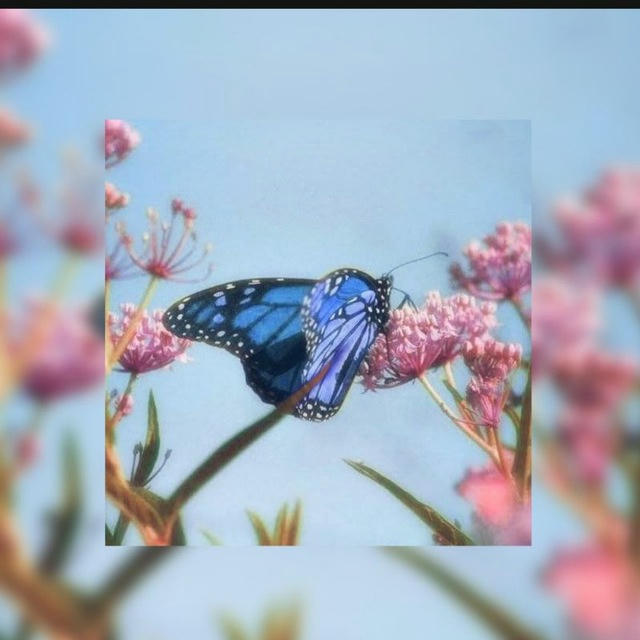 أثر الفراشة 🦋.!