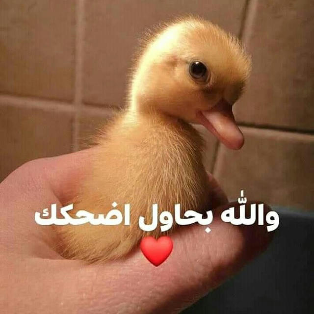 صياح كتكوت حزين🐣🖤🇵🇸