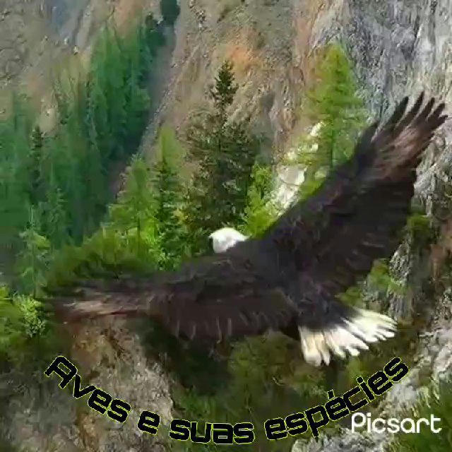 𝗔𝘃𝗲𝘀 𝗲 𝘀𝘂𝗮𝘀 𝗲𝘀𝗽𝗲𝗰𝗶́𝗲𝘀 🦅