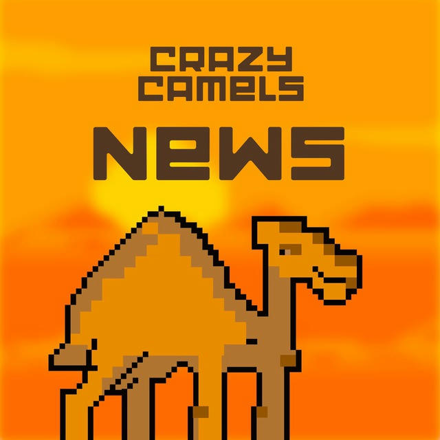 Crazy Camels News