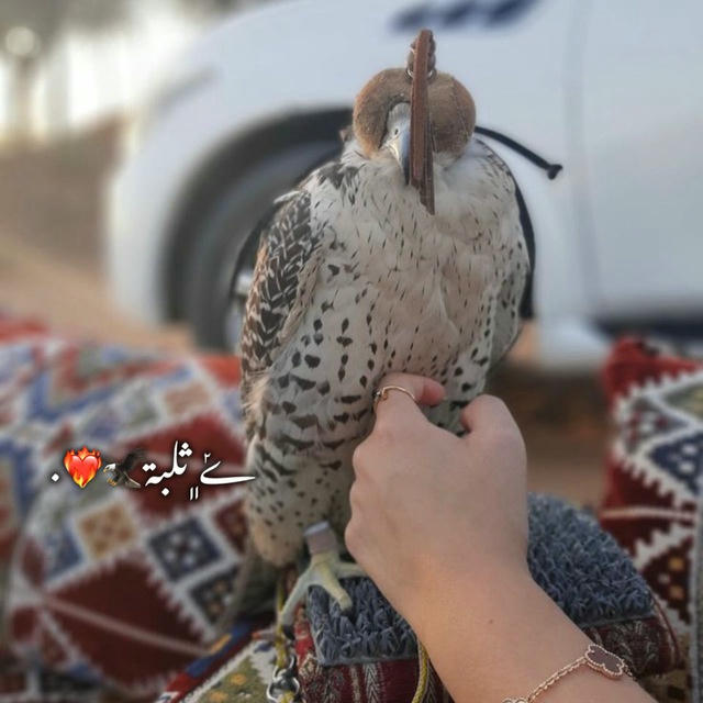 ݺ﮼ثـلـبـة🦅❤️‍🔥.