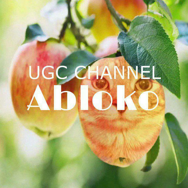 Abloko | UGC Studio