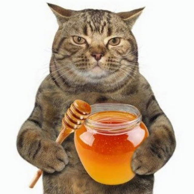 🍯🐈‍⬛