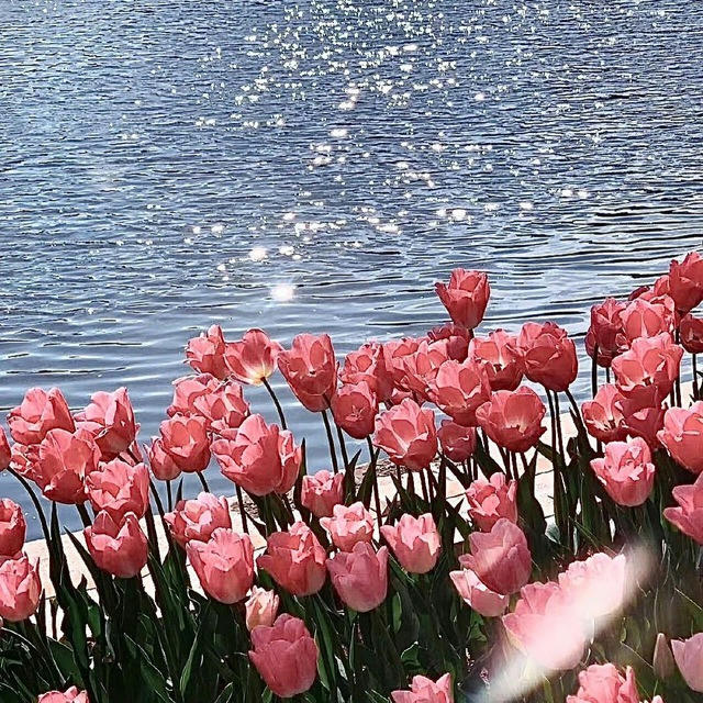 𝑇𝑈𝐿𝐼𝑃𝑆 🌷🫧