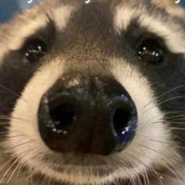 Louie raccoon